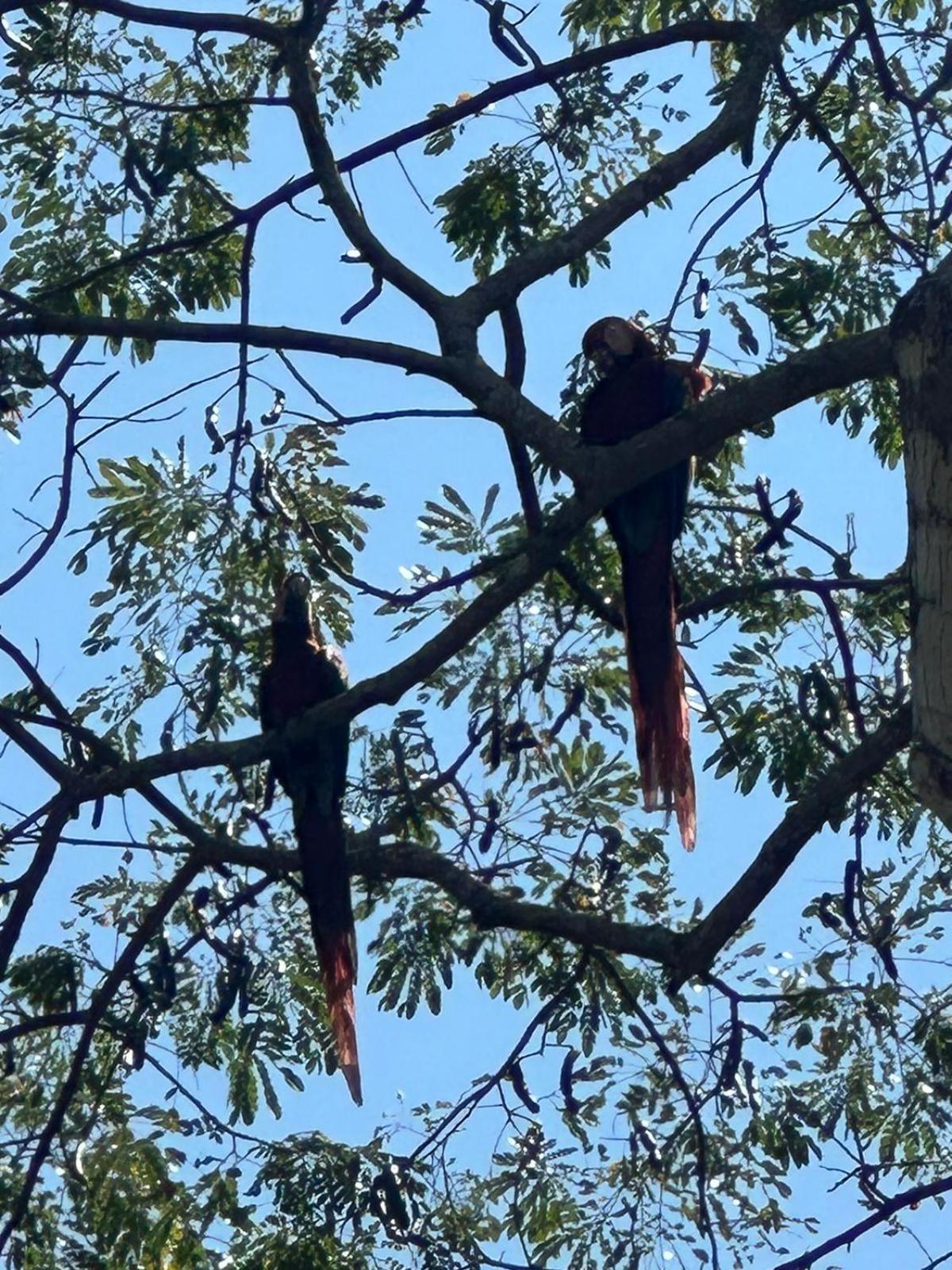 Macaw Paradise Jaco Bagian luar foto