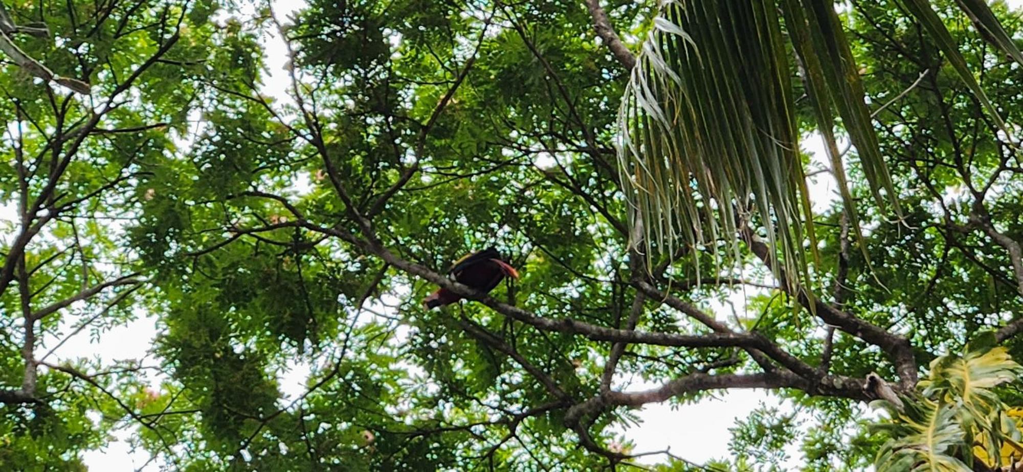 Macaw Paradise Jaco Bagian luar foto