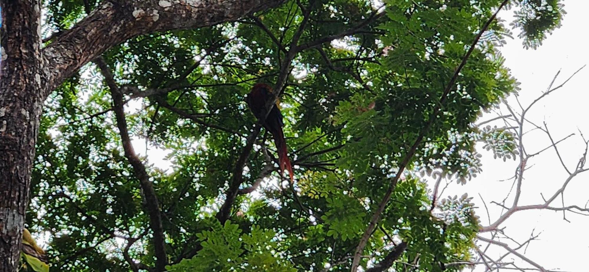 Macaw Paradise Jaco Bagian luar foto