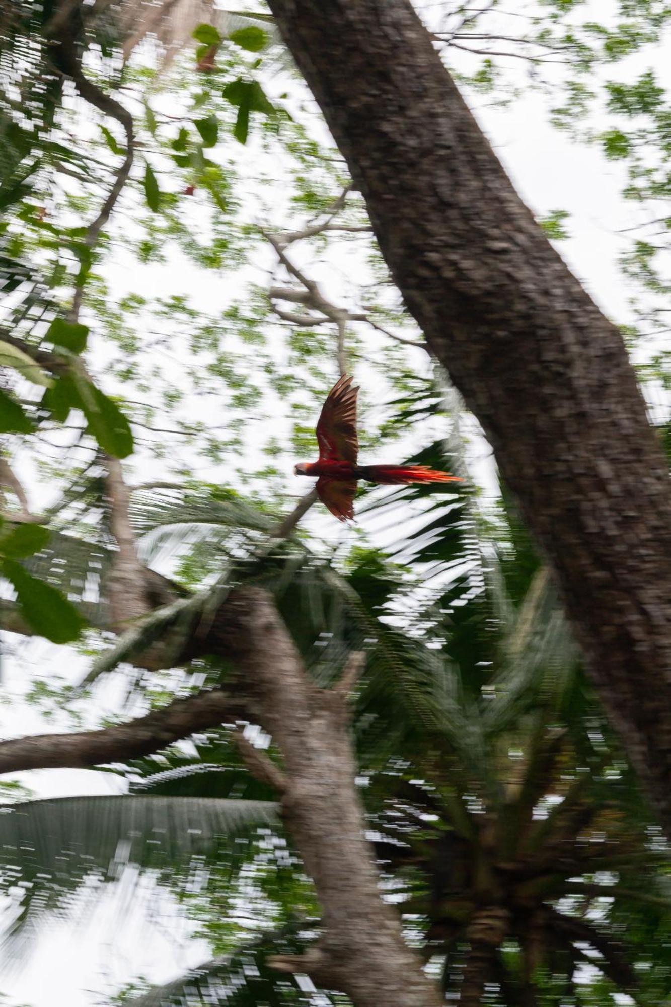 Macaw Paradise Jaco Bagian luar foto