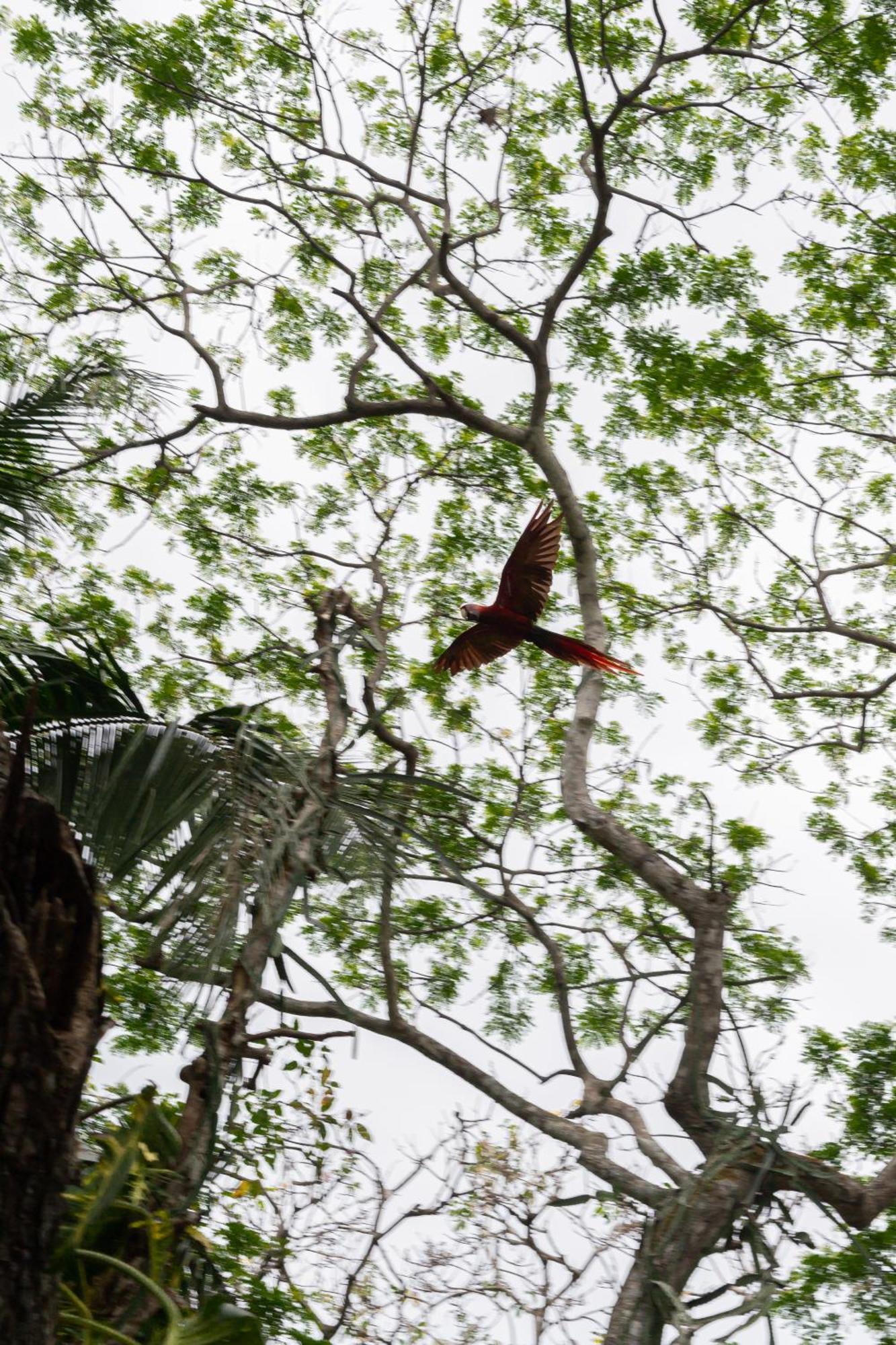 Macaw Paradise Jaco Bagian luar foto
